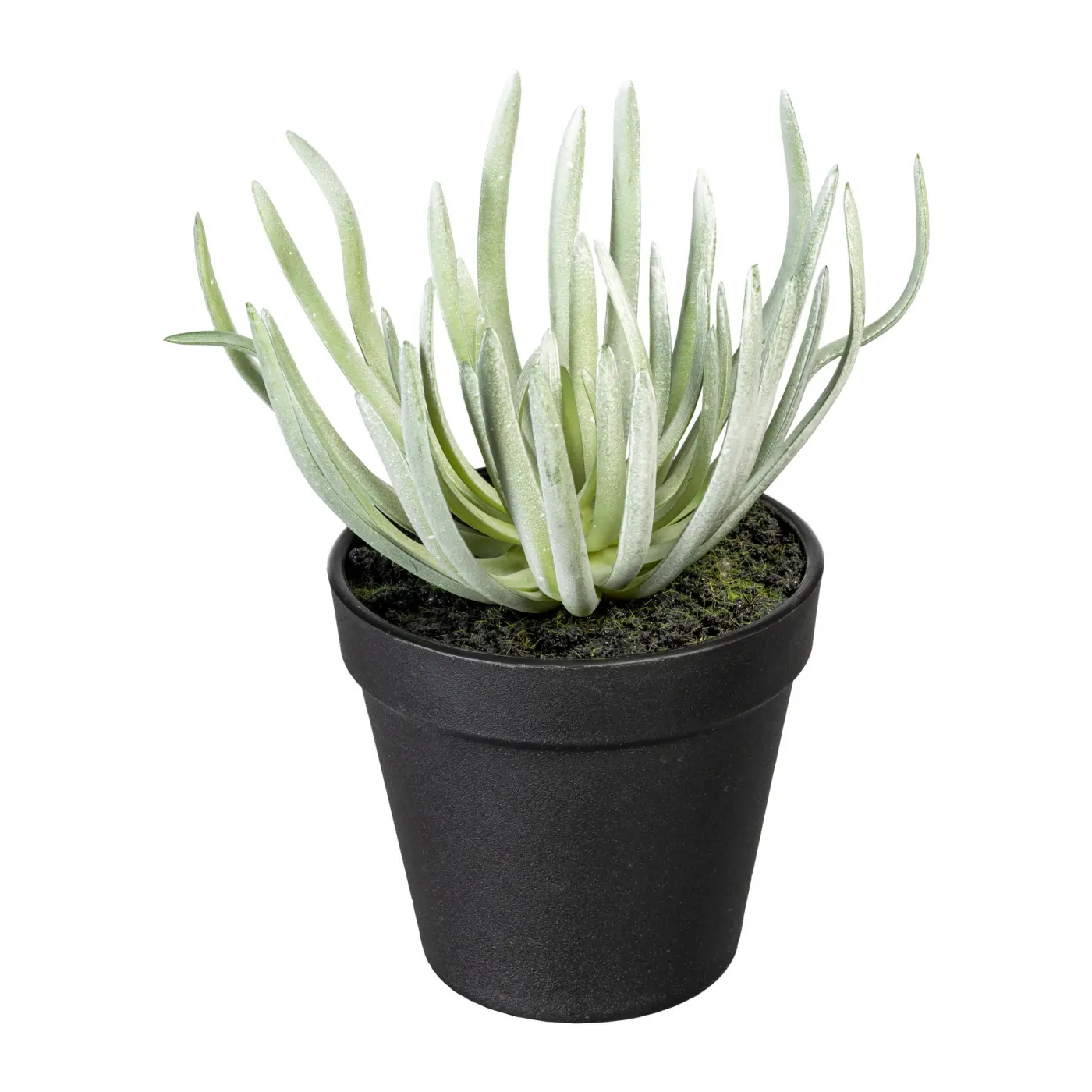 Sukkulenten 15-18cm im Topf, sort. grün grün, schwarz Kunststoff ca. 16cm